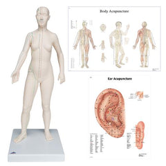 Female Acupuncture model with body and ear charts