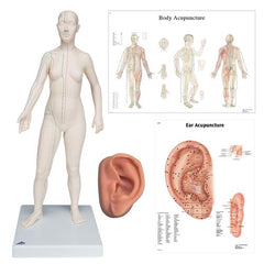 Female Acupuncture, L ear model, body and ear chart