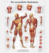 Primary Image Link