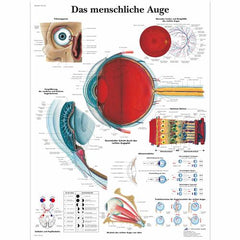 Das menschliche Auge
