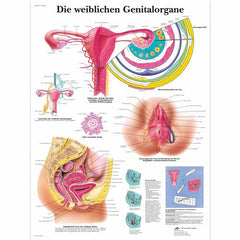 Die weiblichen Genitalorgane