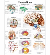 Primary Image Link