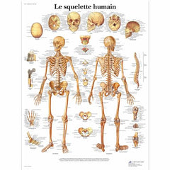 Le squelette humain