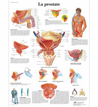 Primary Image Link