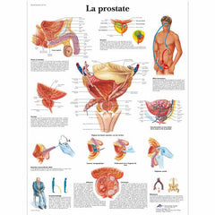 La prostate