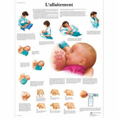 L'allaitement