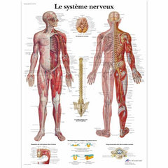 Le système nerveux