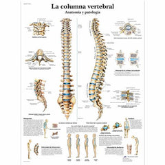 La columna vertebral - Anatomía y patología