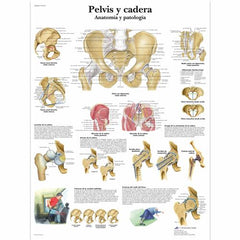 Pelvis y cadera - Anatomía y patología