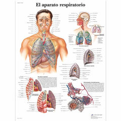 El aparato respiratorio
