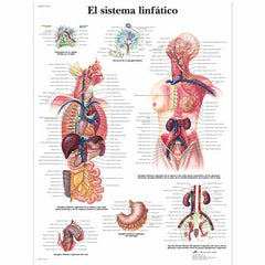 El sistema linfático