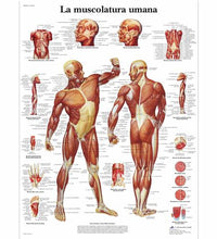 Primary Image Link