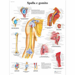 Spalla e gomito