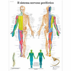 Il sistema nervoso periferico