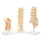 Anatomy Set Vertebrae