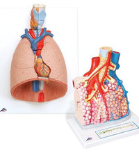 Primary Image Link