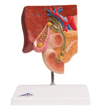 Primary Image Link