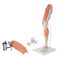 Lower Intramuscular Injection Training Set