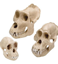 Primary Image Link