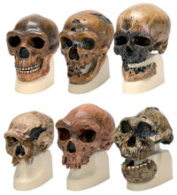 Primary Image Link