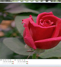 Primary Image Link