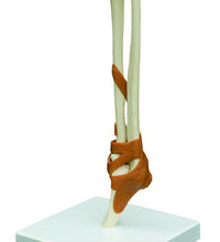 Primary Image Link