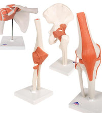 Anatomy Set Joints