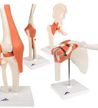 Anatomy Set Joints Luxury