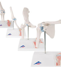 Anatomy Set Mini Joints