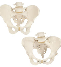 Anatomy Set Bone Pelvis
