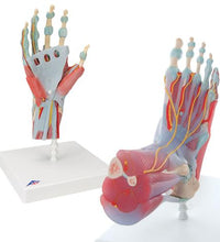Anatomy Set Hand & Foot