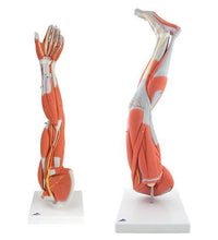 Anatomy Set Muscled Limbs