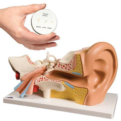 Anatomy Set Ear