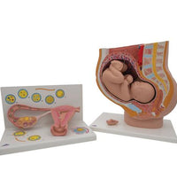 Anatomy Set Pregnancy