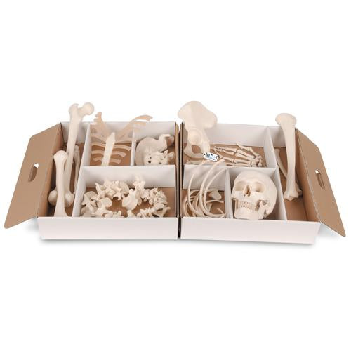 Disarticulated Half Human Skeleton Model, Loosely Articulated Hand & Foot - 3B Smart Anatomy