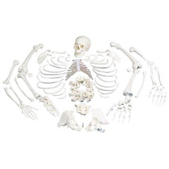 Disarticulated Human Skeleton Model, Complete with 3-part Skull - 3B Smart Anatomy