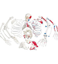 Disarticulated Human Skeleton Model with Painted Muscles, Complete with 3-part Skull - 3B Smart Anatomy