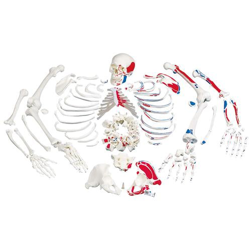 Disarticulated Human Skeleton Model with Painted Muscles, Complete with 3-part Skull - 3B Smart Anatomy