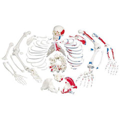 Disarticulated Human Skeleton Model with Painted Muscles, Complete with 3-part Skull - 3B Smart Anatomy