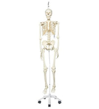 Human Skeleton Model Stan on Hanging Stand - 3B Smart Anatomy