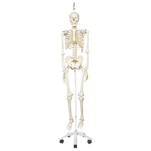 Human Skeleton Model Stan on Hanging Stand - 3B Smart Anatomy