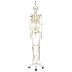 Human Skeleton Model Stan on Hanging Stand - 3B Smart Anatomy