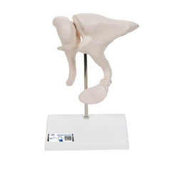 Human Ossicle Model, 20-times Maginified - 3B Smart Anatomy