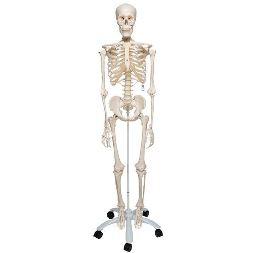 Human Skeleton Model Stan - 3B Smart Anatomy