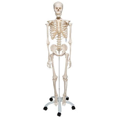 Human Skeleton Model Stan - 3B Smart Anatomy