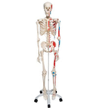 Human Skeleton Model Max with Painted Muscle Origins & Inserts - 3B Smart Anatomy