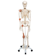 Human Skeleton Model Leo with Ligaments - 3B Smart Anatomy