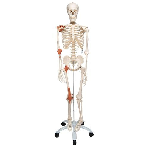 Human Skeleton Model Leo with Ligaments - 3B Smart Anatomy