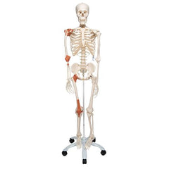 Human Skeleton Model Leo with Ligaments - 3B Smart Anatomy