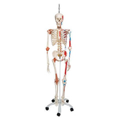 Human Skeleton Model Sam on Hanging Stand with Muscle & Ligaments - 3B Smart Anatomy